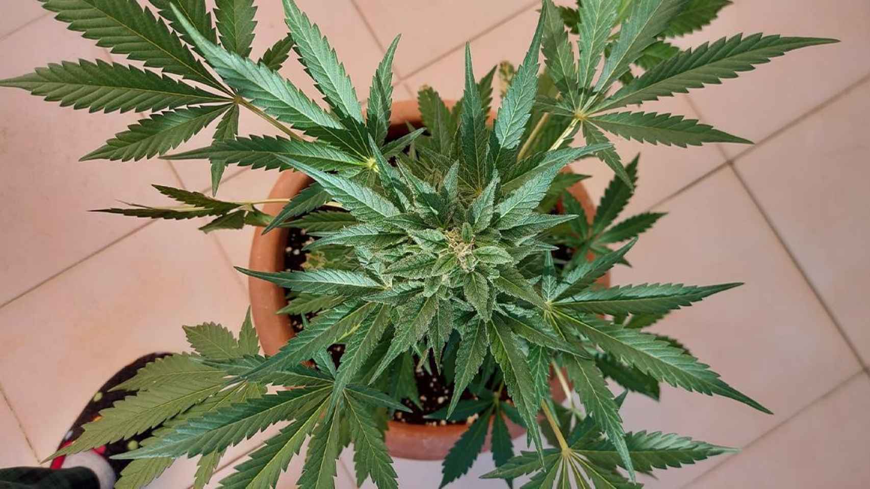 Una planta de cannabis en fase de floracin / EP