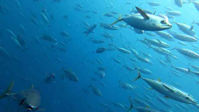 La UE logra un acuerdo sobre las cuotas de pesca del Atlntico. / EUROPA PRESS