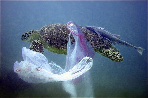 Contaminación de plásticos en el mar.