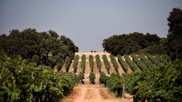 Euskadi factur por exportacin de vino 205 millones de euros en 2020, un 2% ms que el ao anterior/ EP