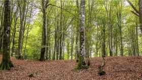 Imagen de un hayedo en los bosques vascos / TURISMO GOBIERNO VASCO