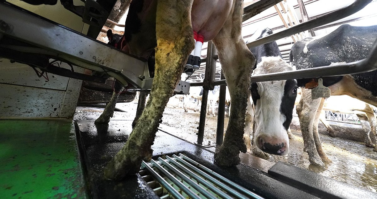 Varias vacas en la Ganadería El Molino, en Karrantza / EUROPA PRESS