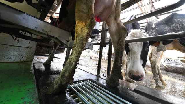 Varias vacas en la Ganadera El Molino, en Karrantza / EUROPA PRESS