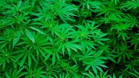 Una plantacin de cannabis / PIXABAY