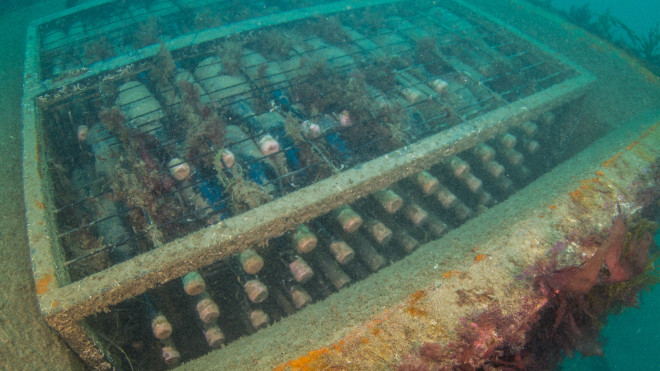 Bodega submarina de Plentzia Crusoe Treasure / CV