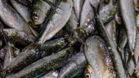 NEIKER lidera un proyecto europeo para convertir residuos pesqueros en biofertilizantes / Pexels