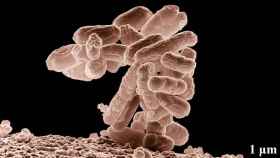Crean una bacteria sinttica que resiste a los virus. / Wikipedia