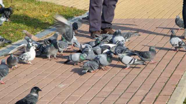 Problema con las palomas en Vitoria/EP