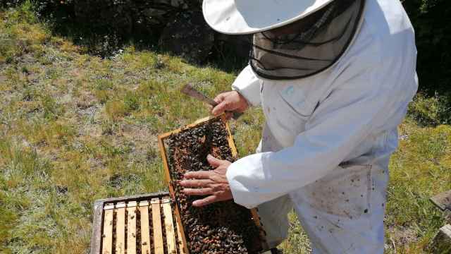 Un apicultor trabajando con sus colmenas. / EP