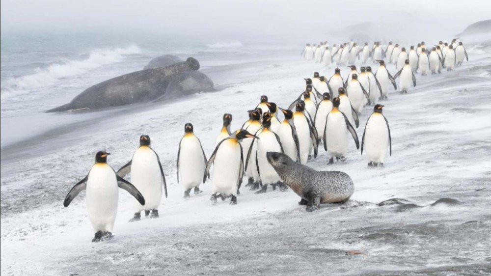 Foto de Ben Kranke sobre la defensa de los pingüinos / GDTFOTO.DE