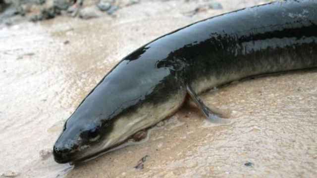 Las anguilas de los ríos de Gipuzkoa aportan un valor medioambiental de al menos 25 millones de euros al año