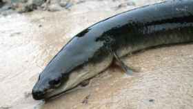 Las anguilas de los ríos de Gipuzkoa aportan un valor medioambiental de al menos 25 millones de euros al año