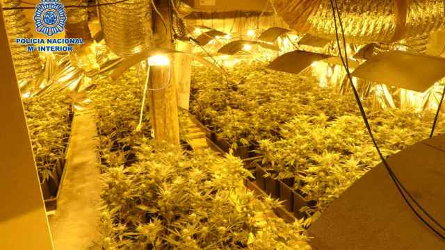Desmantelada una cosecha ilegal de 730 plantas de marihuana dentro de una casa en Valdegovía