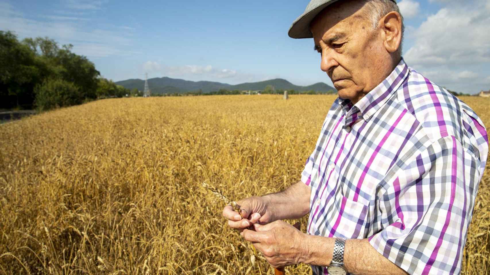 Un hombre observa los daños producidos en un campo de trigo / DAVID AGUILAR - EFE