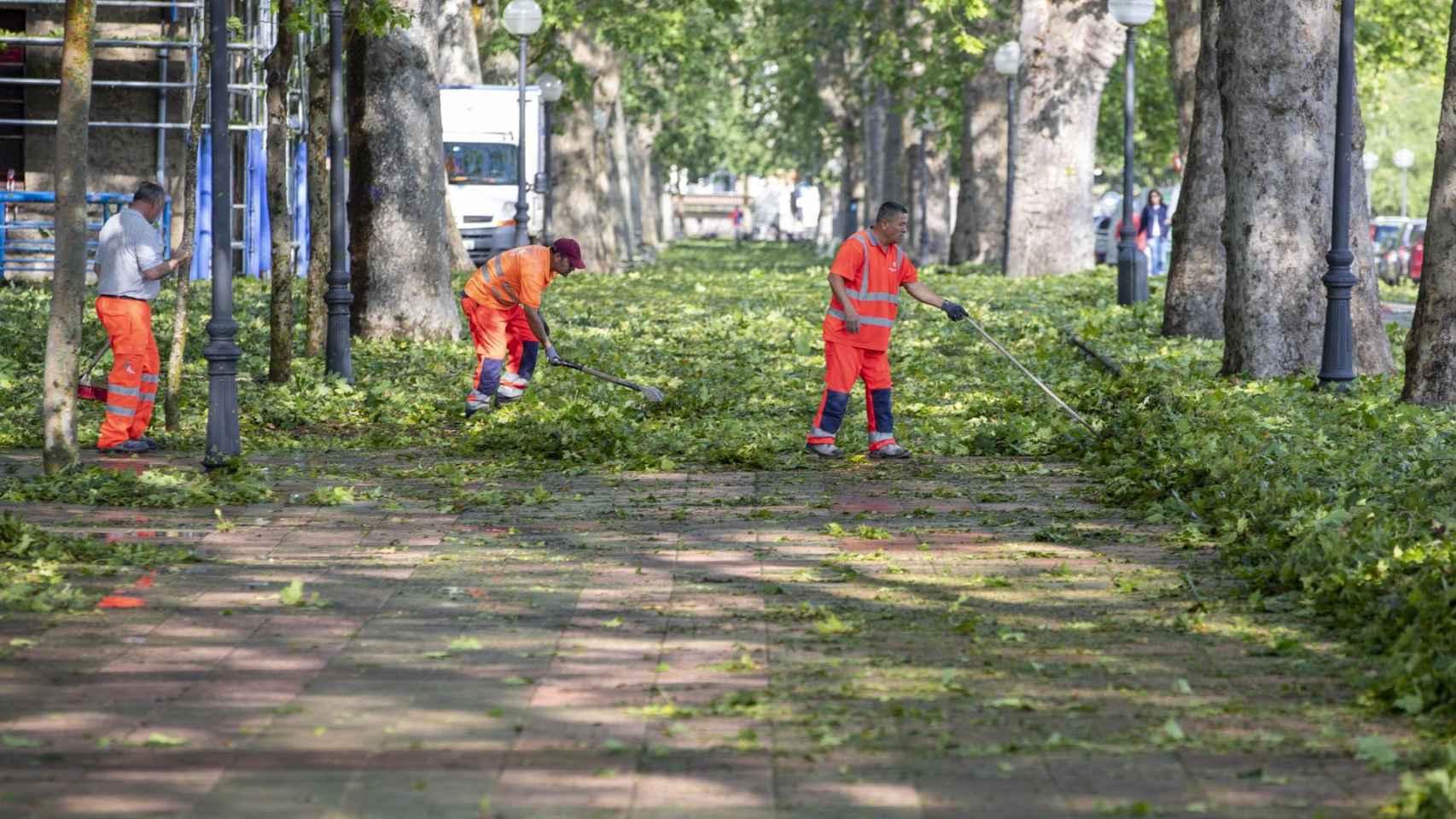 Operarios limpian la gran cantidad de hojas caídas sobre el paseo de la Universidad de Vitoria  / DAVID AGUILAR - EFE