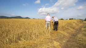 Dos hombres observan los daños producidos en un campo de trigo por la fuerte granizada que cayó el pasado jueves sobre Vitoria/EFE