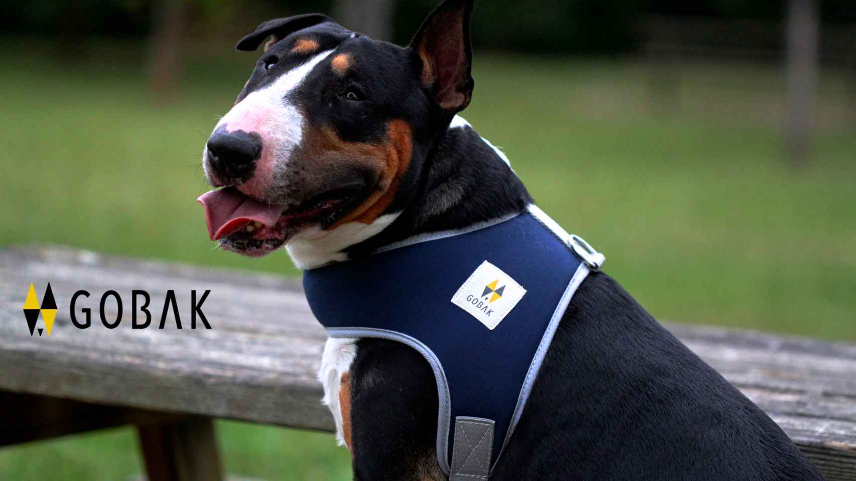 Gobak, la primera marca vasca de productos especializados para perros/Gobak
