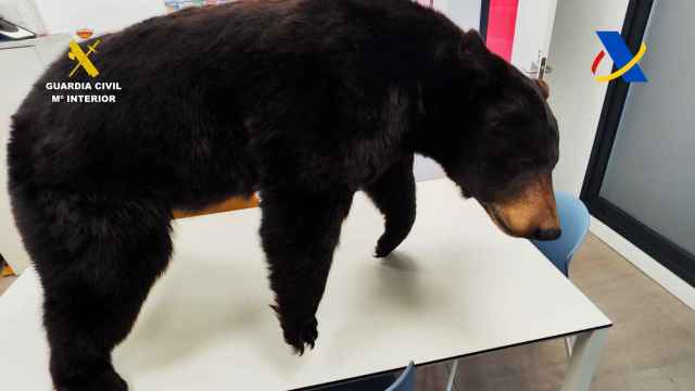 Incautado un oso disecado en el puerto de Bilbao que iba a ser enviado a Irlanda/Guardia Civil
