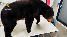 Incautado un oso disecado en el puerto de Bilbao que iba a ser enviado a Irlanda/Guardia Civil