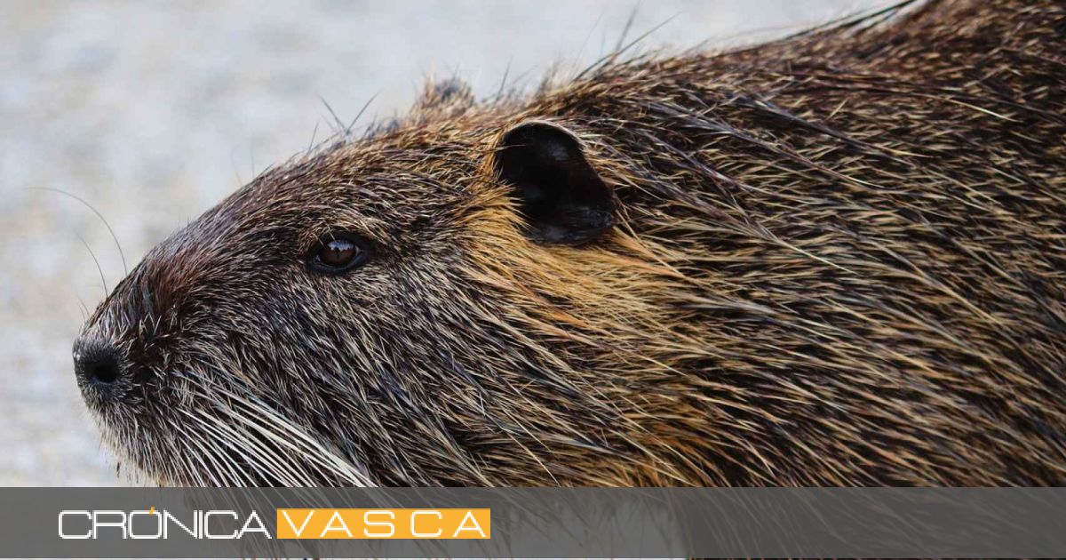 Este es el enorme roedor que invade los ríos de Euskadi de dónde viene