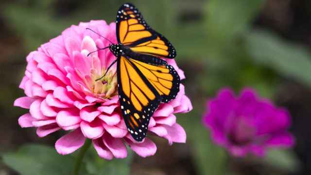 Una mariposa.