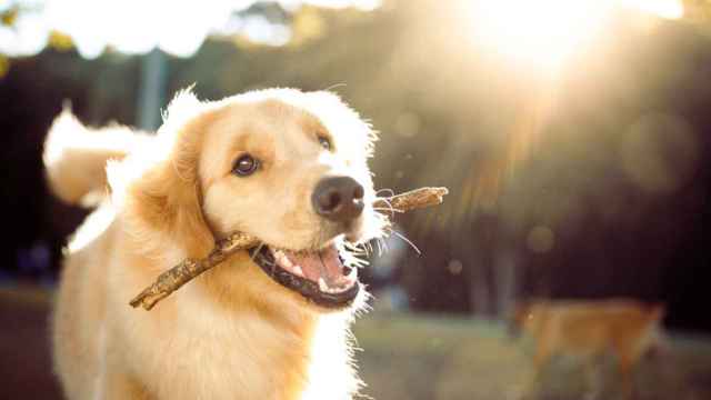 Un perro feliz juega con un palo.