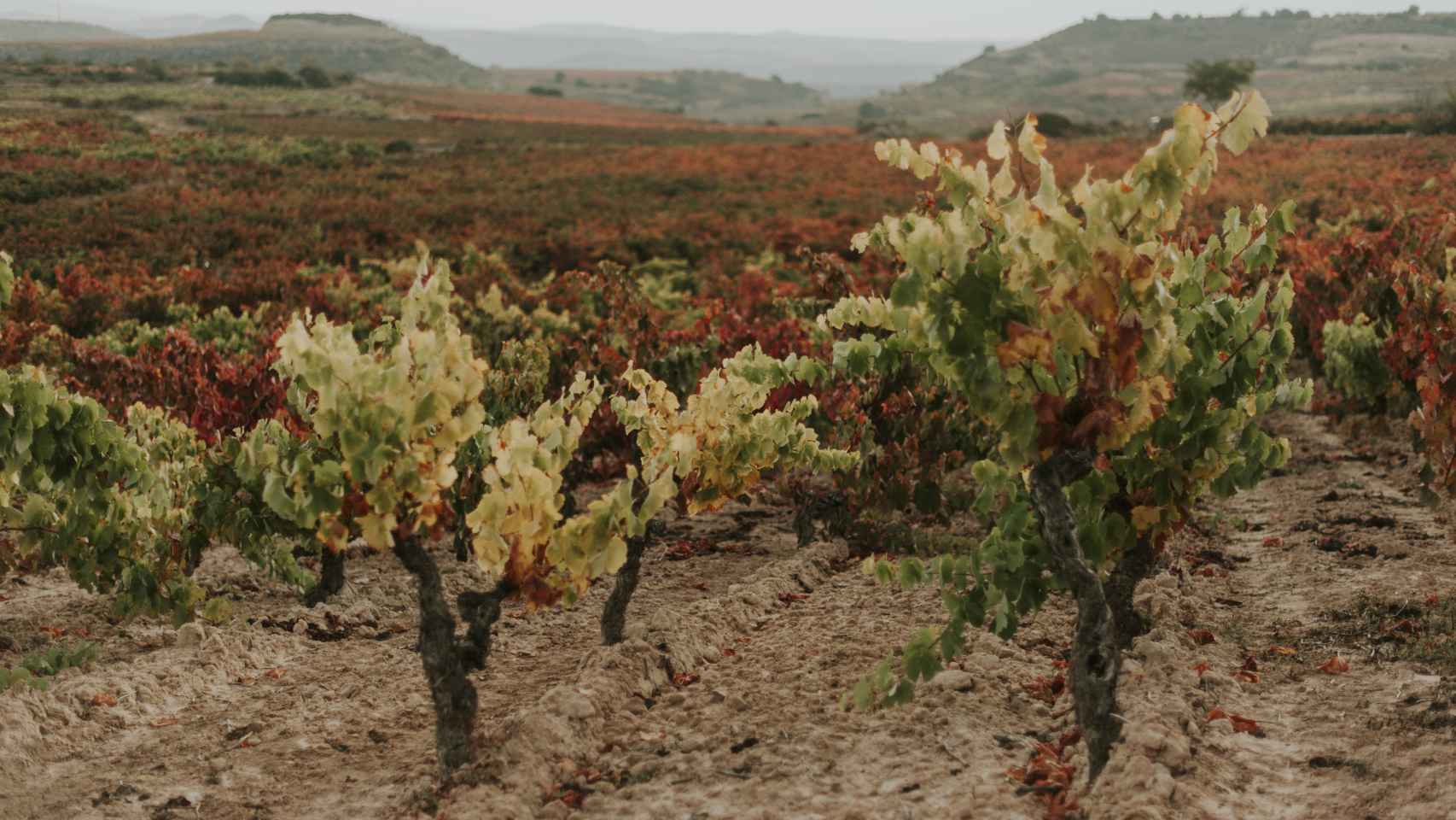 La bodega dispone de 40 hectáreas de viñedos, 3 de ellos calificados como singulares de los que han salido dos vinos con ese distintivo y un tercero, el tinto Finca Lagunazuri, ha obtenido 97 puntos sobre 100 en los premios Decanter World Wine Awards 2023 / A. VIRI