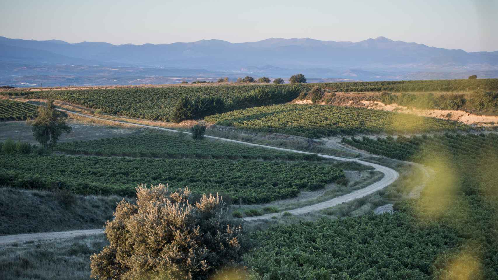 Ysios, que realiza cosecha manual de las uvas,  cuenta con viñedos de entre 35 y 140 años, a una distancia de no más de 10 minutos en coche de la bodega / A. VIRI