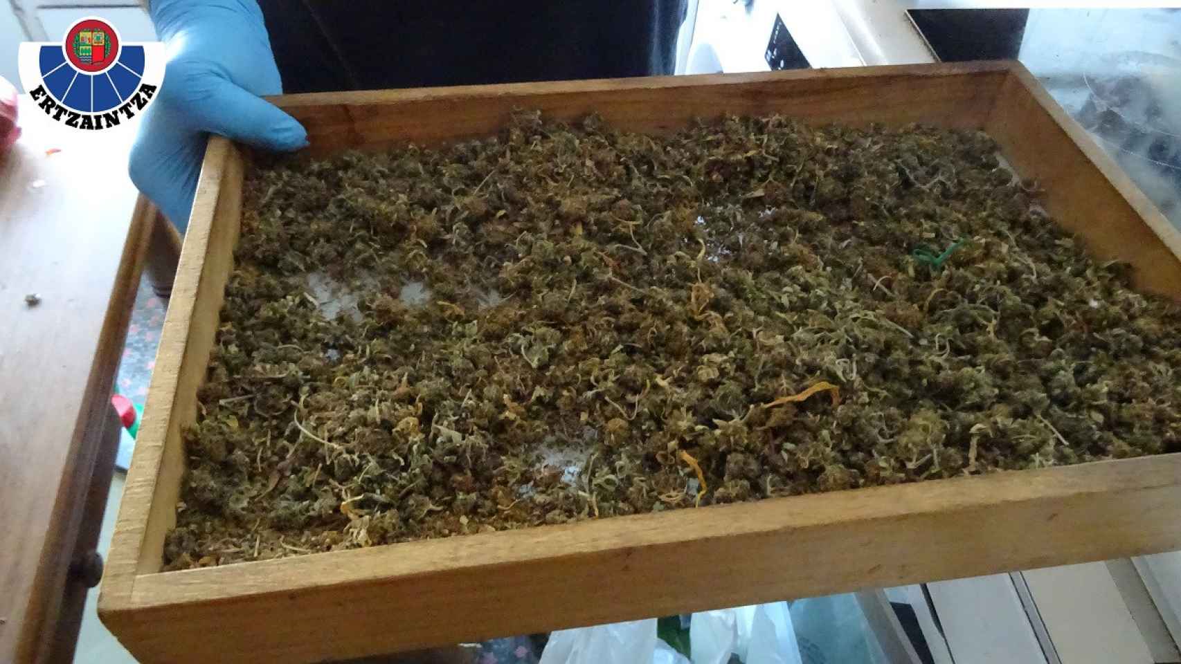 Parte de la marihuana confiscada por la Ertzaintza en Barakaldo / Ertzaintza