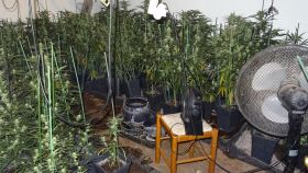 La Ertzaintza detiene a seis personas responsables de cultivar más de 450 plantas de Marihuana / Ertzaintza