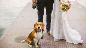 Una pareja de Vitoria recoge más de 25.000 firmas para que su perro  pueda asistir a su boda civil