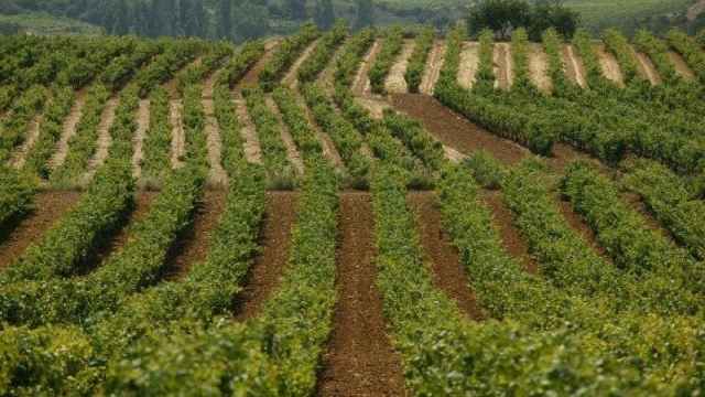 Las Juntas de Álava no apoyarán a las bodegas alavesas fuera del Consejo Regulador de Rioja