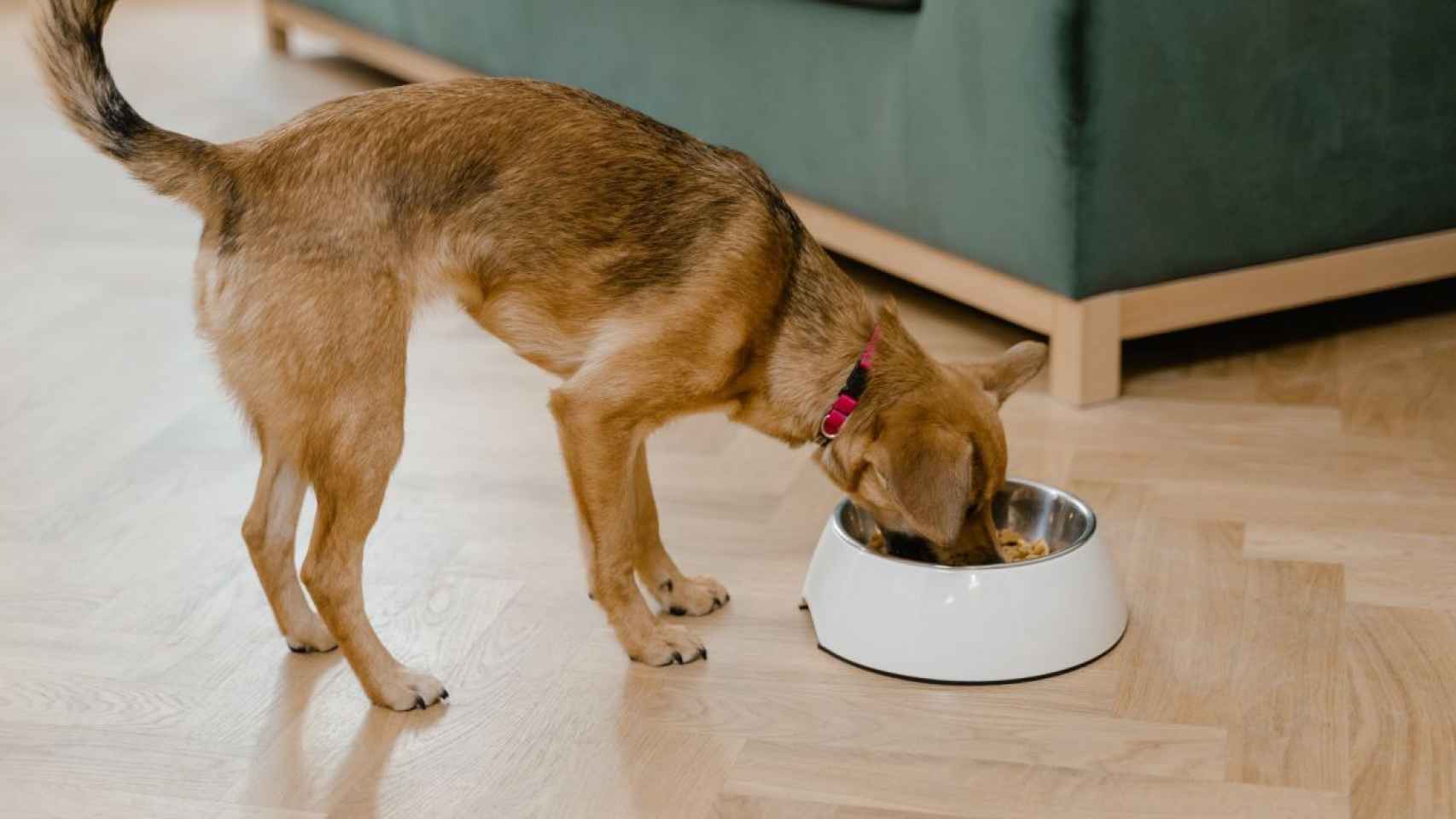 Los perros alimentados con probióticos y prebióticos mejoran su salud intestinal, según estudios sobre microbiota animal