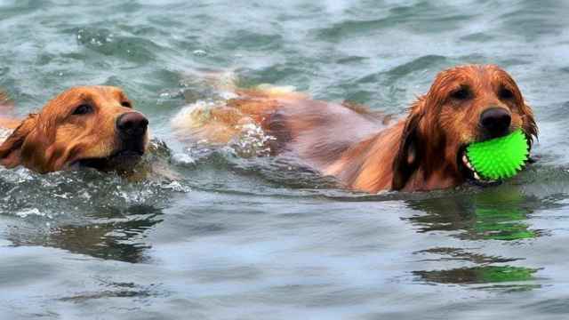 Dos perros se dan un baño en el agua / EYELMAGE