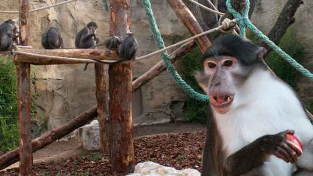 Mangabeys de corona blanca en el Zoo de Barcelona / Web del Zoo de Barcelona