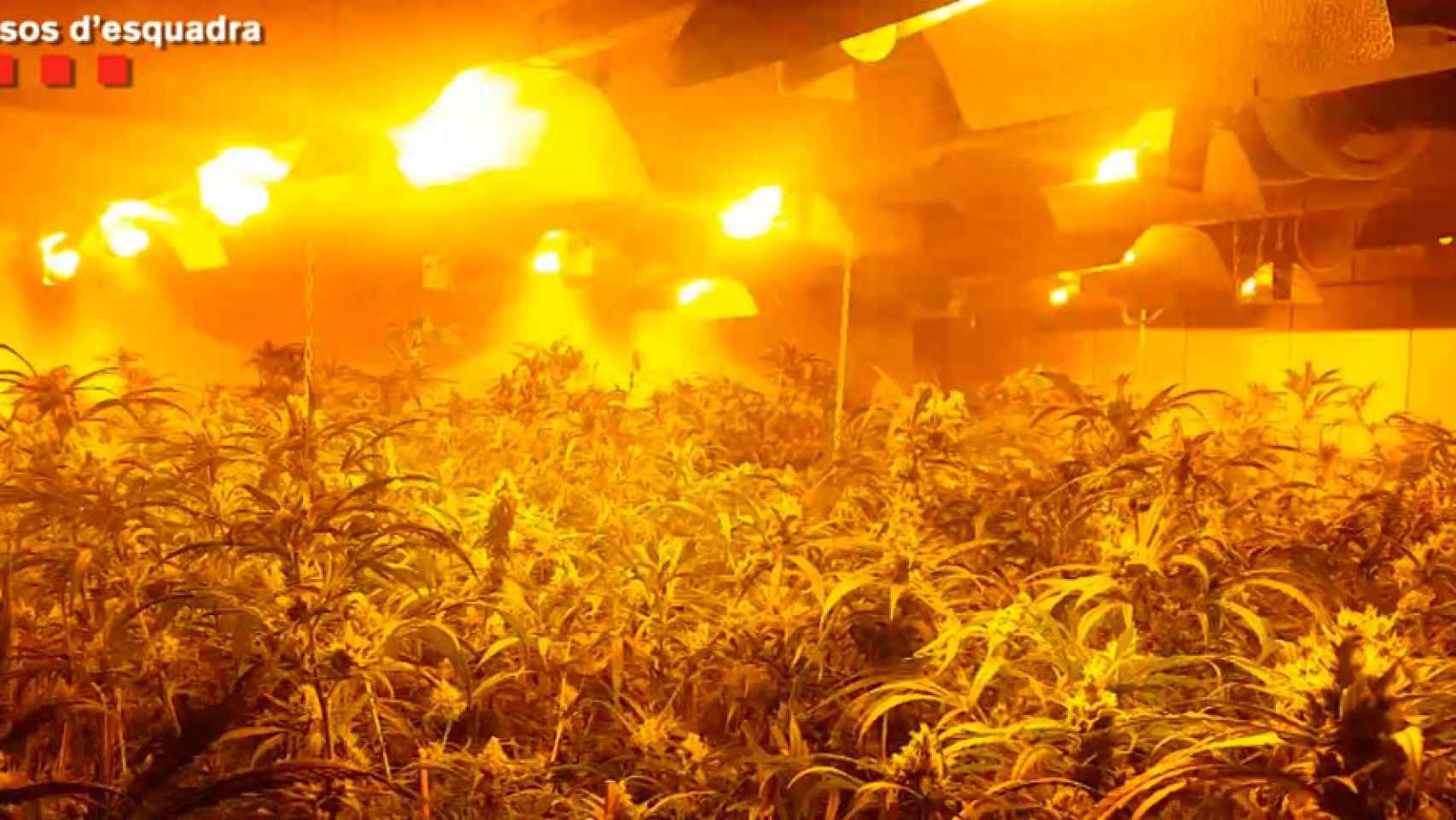 Interior de una plantación de marihuana de la banda “Bang de Fujian” / Mossos d'Esquadra