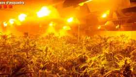 Interior de una plantación de marihuana de la banda “Bang de Fujian” / Mossos d'Esquadra