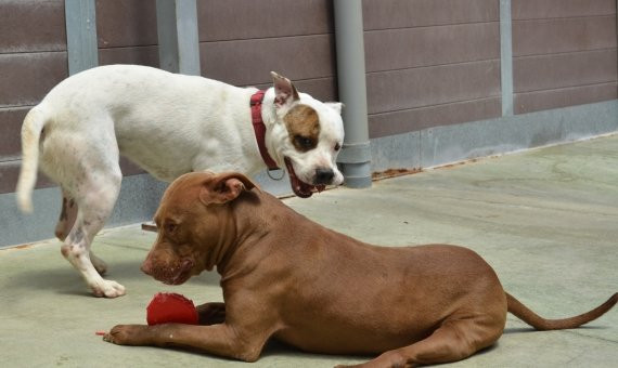 Dos perros del CAACB juegan en el patio del centro / XFDC
