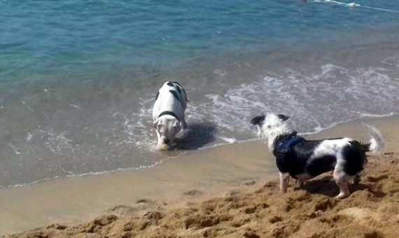 Todos los perros que van a la playa deben tener microchip / AJUNTAMENT DE BARCELONA