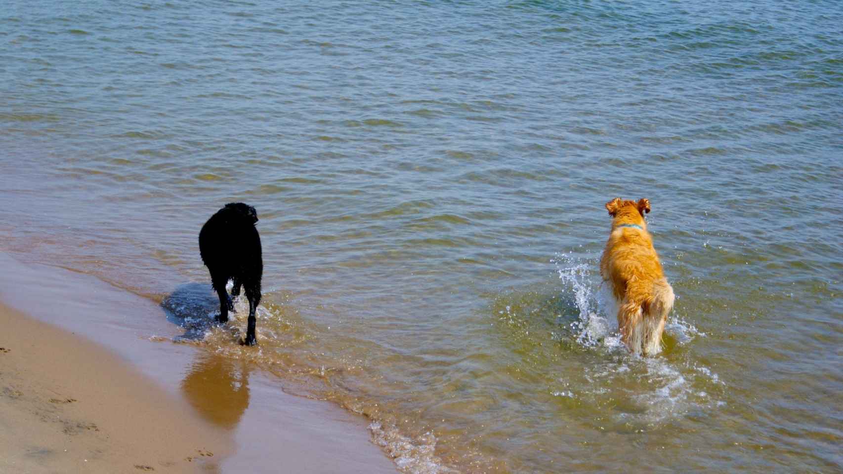 Dos perros andando por la orilla / ARCHIVO