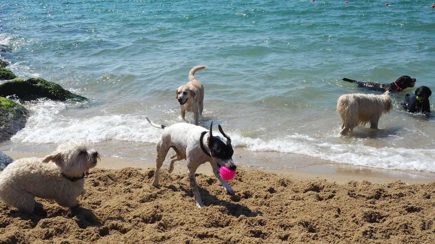 Perros jugando en la Playa de Llevant / AM