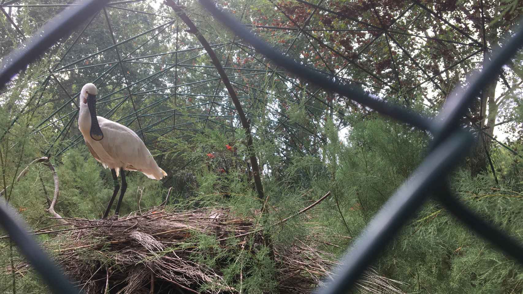 Una de las aves que no se ha escapado del espacio atacado en el Zoo de Barcelona / DGM