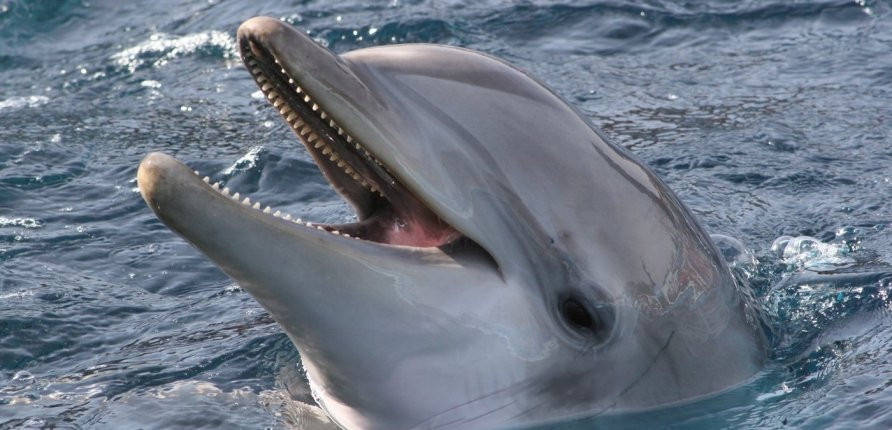 Los delfines del Zoo de Barcelona ya no participan en espectáculos de ocio / ZOO DE BARCELONA