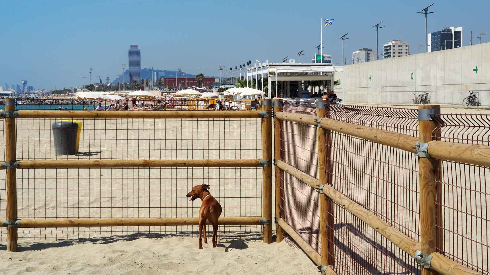 La zona delimitada para perros en la playa de Llevant / A. MAS