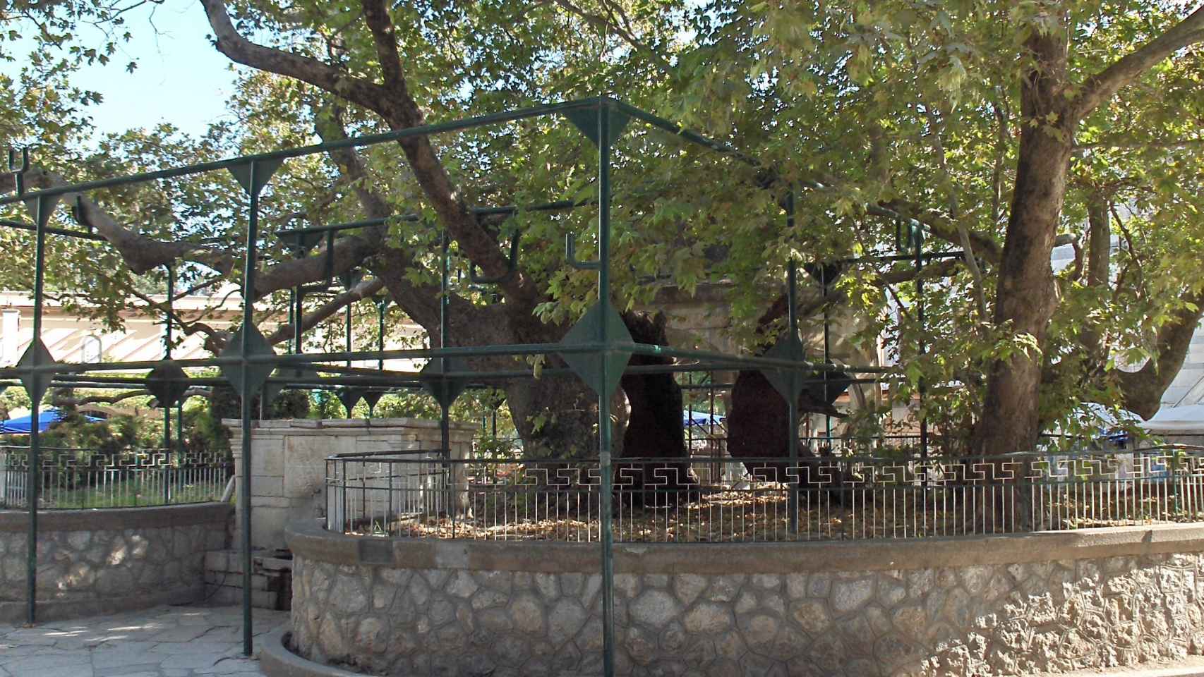 Árbol de Hipócrates en la isla de Kos