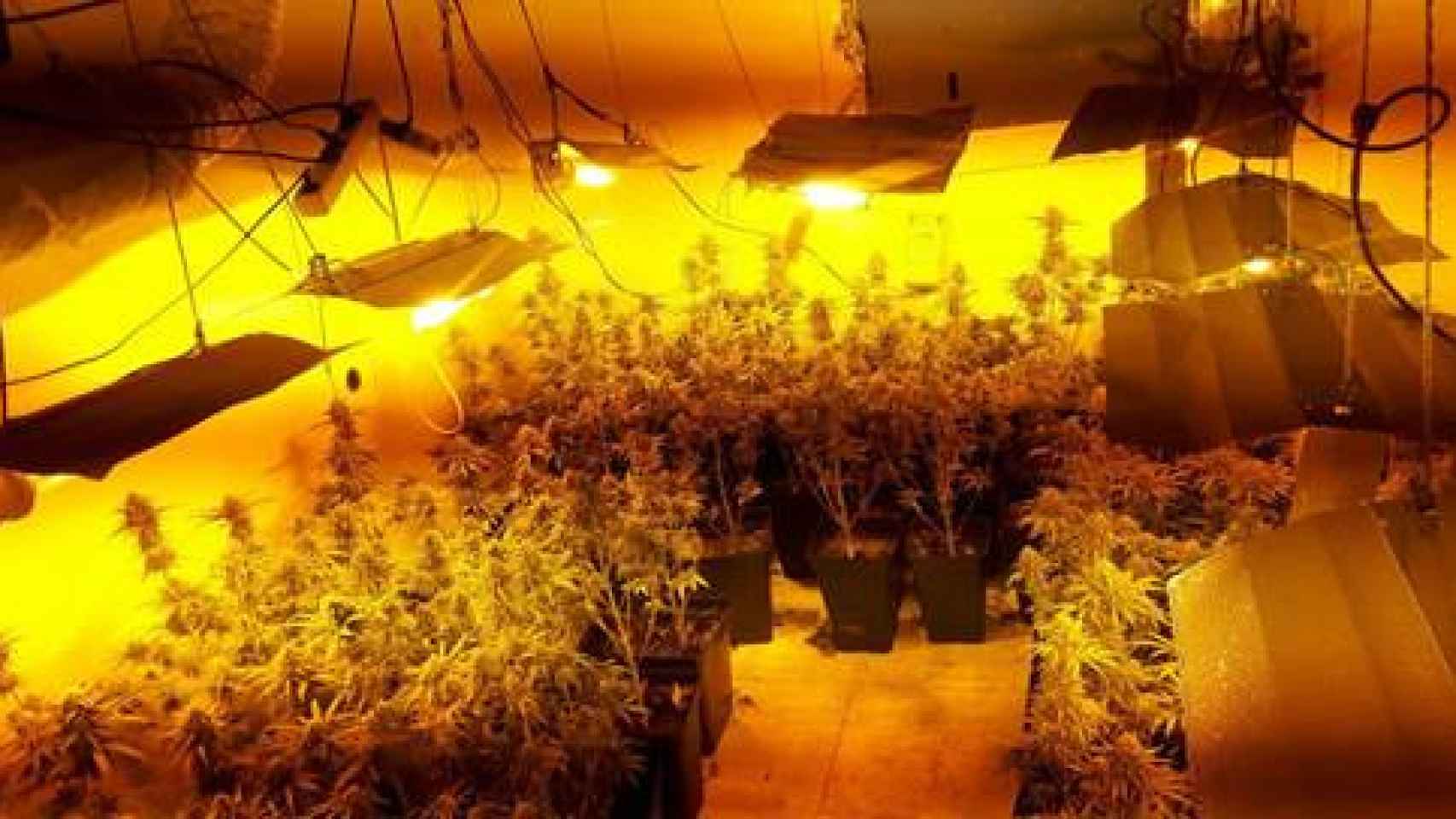 Decomisan 230 plantas de marihuana en un local de Nou Barris