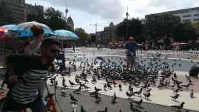 El Ayuntamiento prohíbe la venta de semillas para alimentar a las palomas de la plaza de Catalunya / PAULA BALDRICH