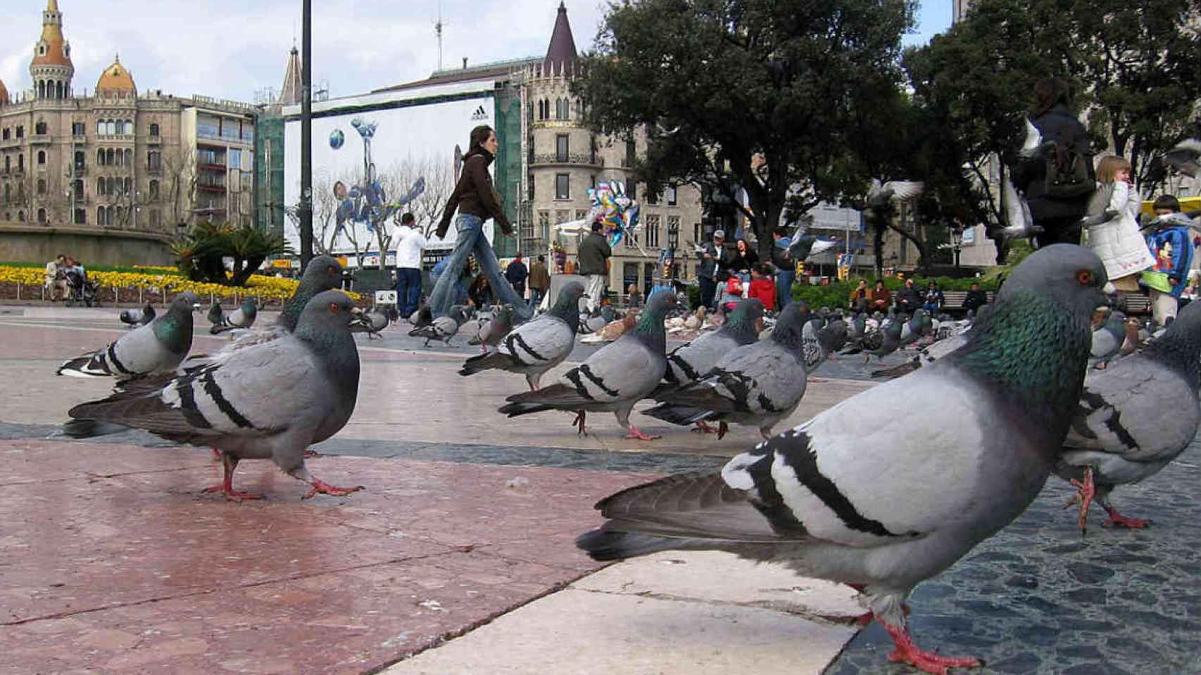 Palomas en la plaza Catalunya / EFE
