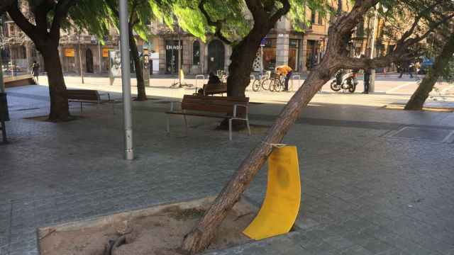 Tronco inclinado por el viento en la calle Balmes con París / AROA ORTEGA