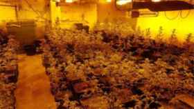 Plantación de marihuana en Sant Andreu / GUÀRDIA URBANA